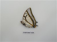 藏品(蛺蝶科(1))的圖片